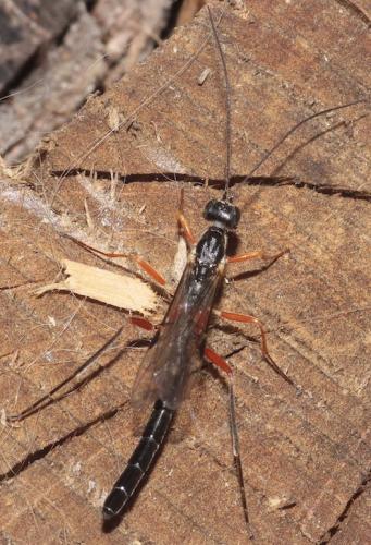Neoxorides nitens